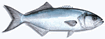 Bluefish