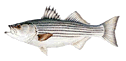 Striped Bass